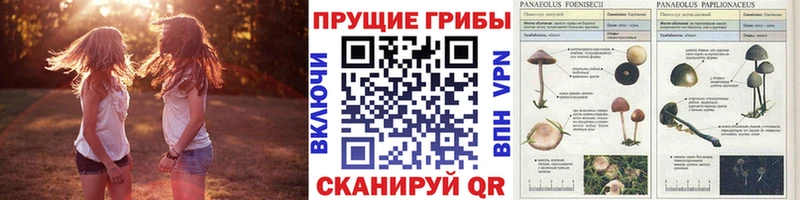 Галлюциногенные грибы прущие грибы  Купить где  Харовск 